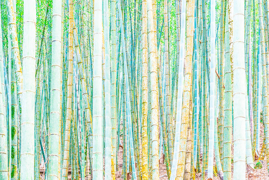 Colorful Bamboo Photograph by Alexander Kunz