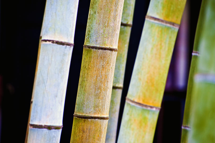 Cool Photograph - Colorful Bamboo by Bill Brennan - Printscapes