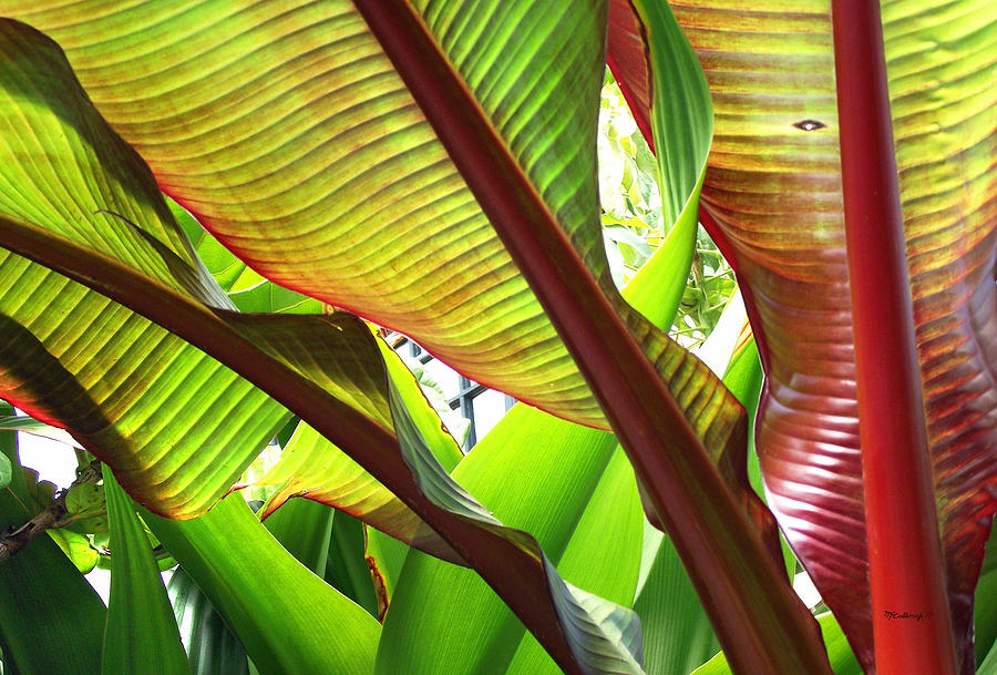 Colorful Banana Leaves Photograph by Duane McCullough