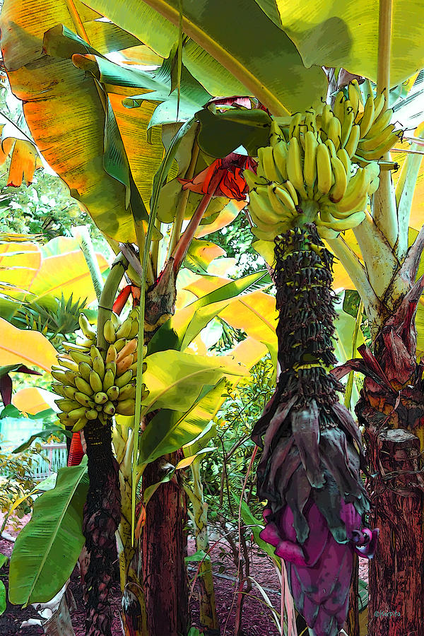 Colorful Banana Trees Key West Photograph by Rebecca Korpita
