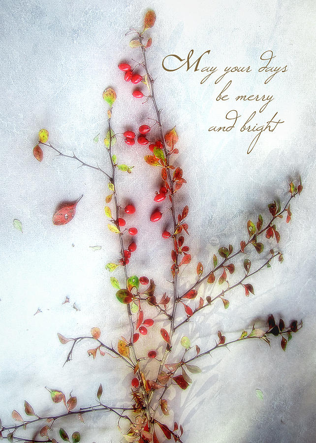 Colorful Barberries Christmas Card Photograph by Louise Kumpf