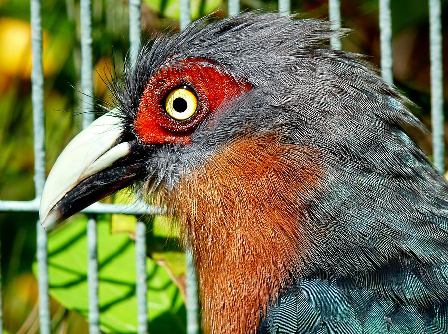 Colorful Bird Head Photograph by Jeff Lowe