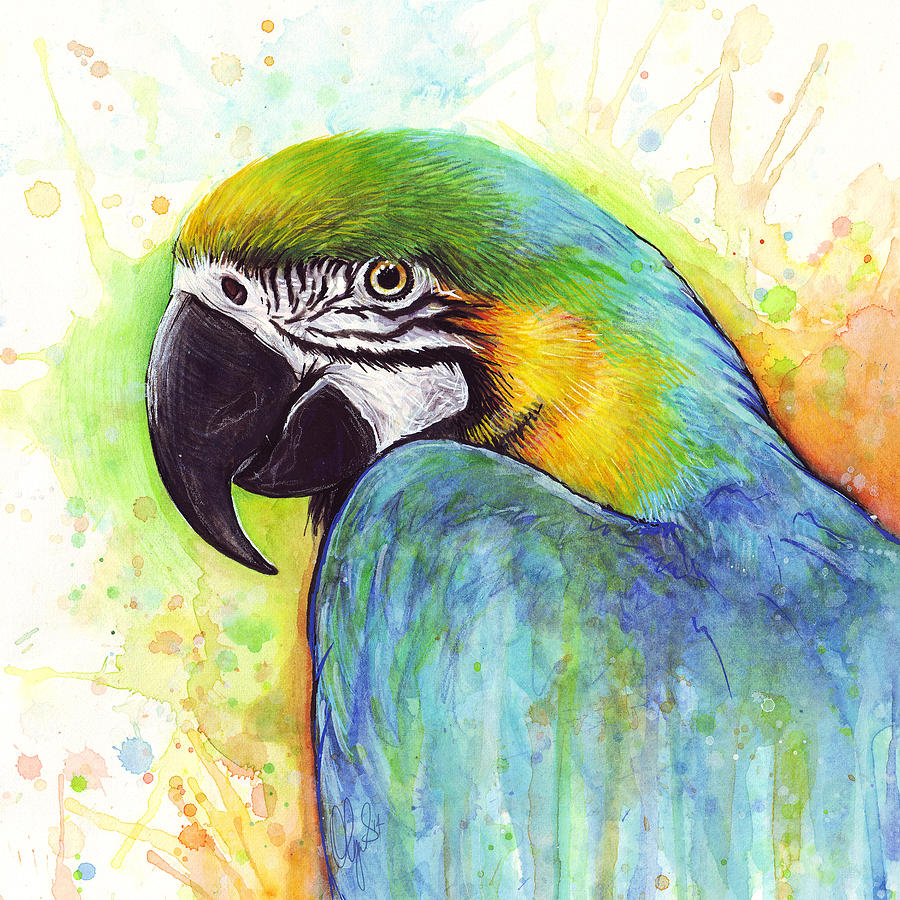 Parrot Painting - Macaw Watercolor by Olga Shvartsur