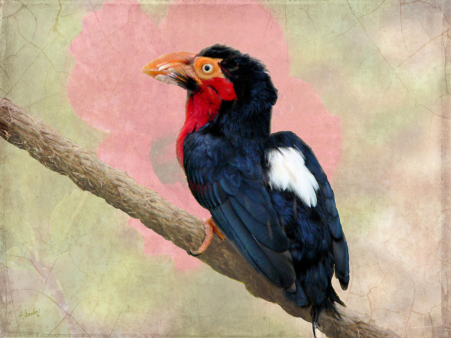 Colorful Bird on a Rope Photograph by Rosalie Scanlon