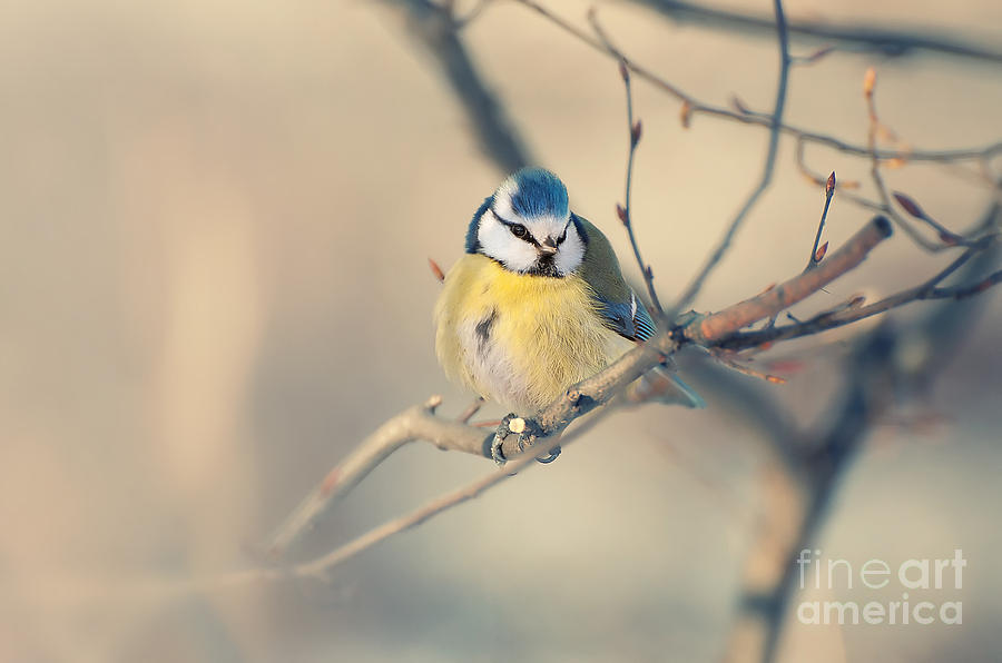 Colorful bird sitting on a thin branch Photograph by Jaroslaw Blaminsky
