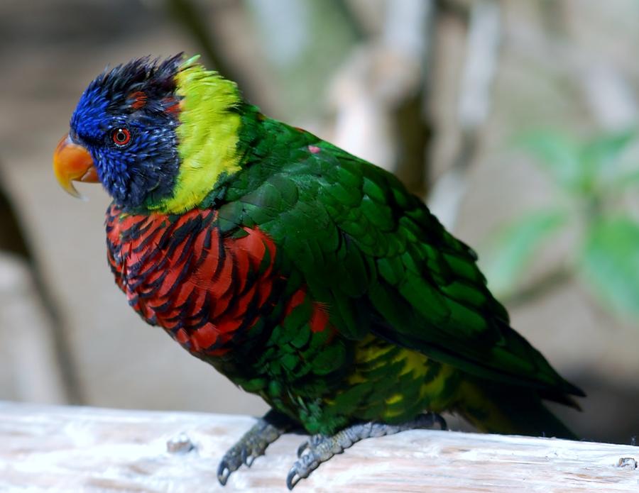Colorful Bird Photograph