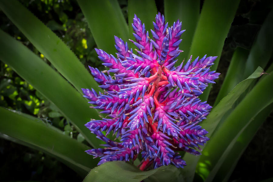 Colorful Bloom Photograph by Richard Goldman