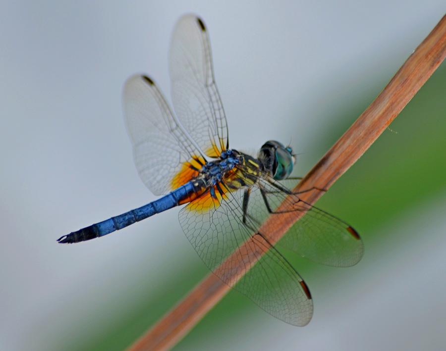 Colorful Blue and Yellow Dragonfly Close-up on Navarre Beach Photograph by Jeff at JSJ Photography