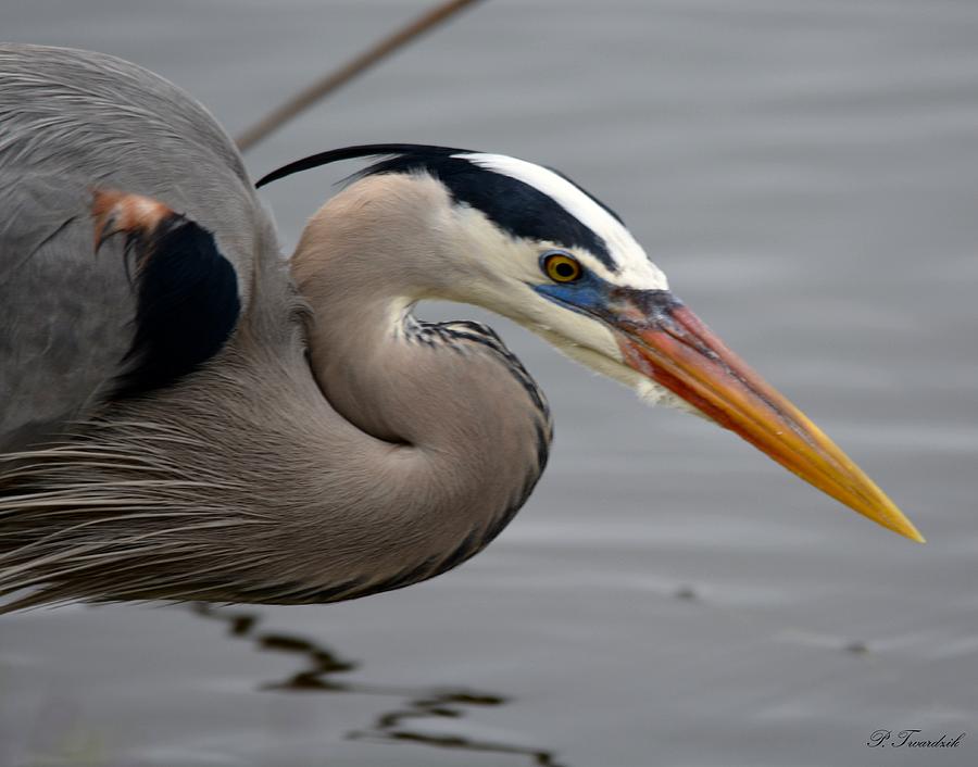 Colorful Blue Heron Photograph by Patricia Twardzik - Fine Art America