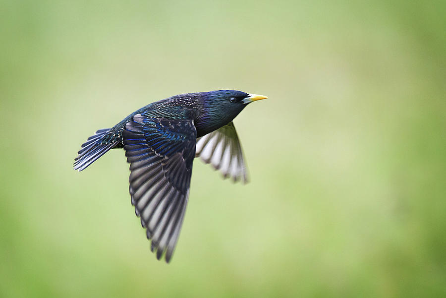 Colorful Blue Starling in Flight Against Green Background Photograph by Vicki Jauron, Babylon and Beyond Photography