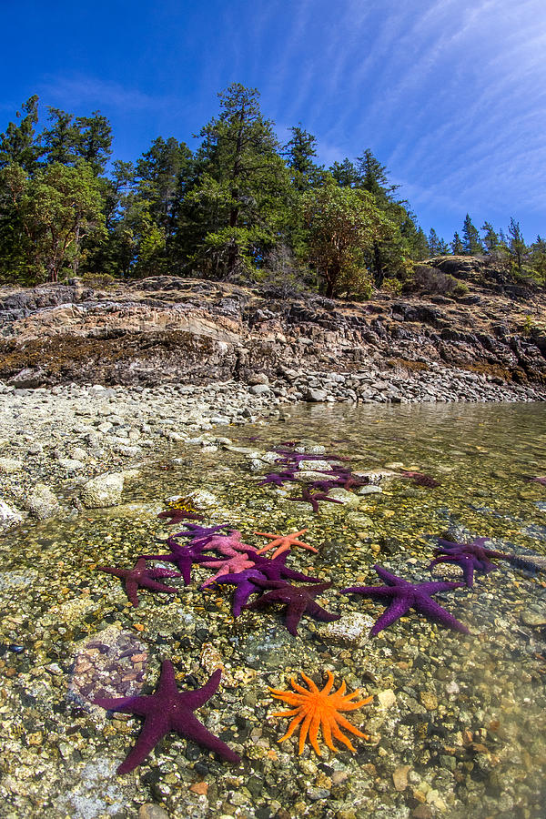Colorful British Columbia Shoreline  Photograph by Pierre Leclerc Photography