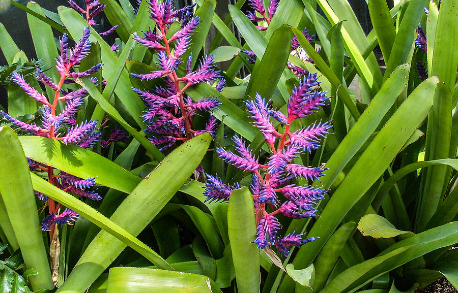 Flowers Still Life Photograph - Colorful Bromeliad by Douglas Barnett