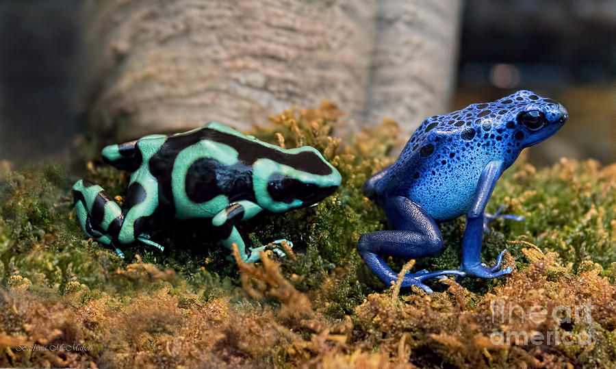 Colorful But Deadly Poison Dart Frogs Photograph by Barbara McMahon