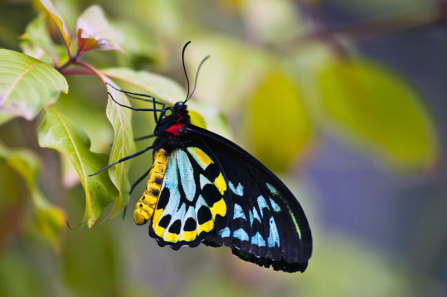 Colorful Butterfly Ornithoptera Priamus Photograph By Jodi Jacobson 