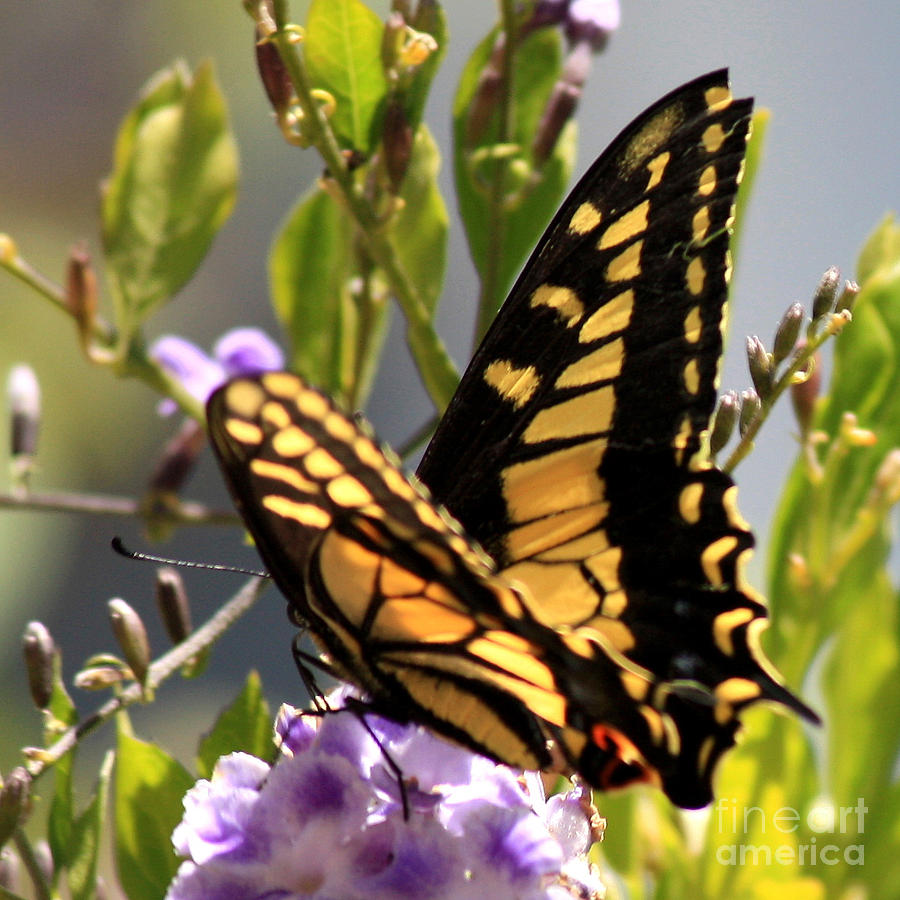 Colorful Butterfly Square Photograph by Carol Groenen