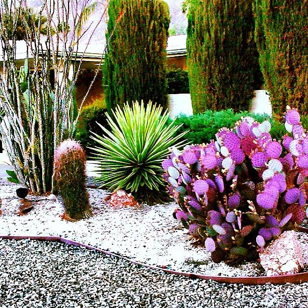 Love Photograph - Colorful Cacti In Palm Springs by Mr Jeremy