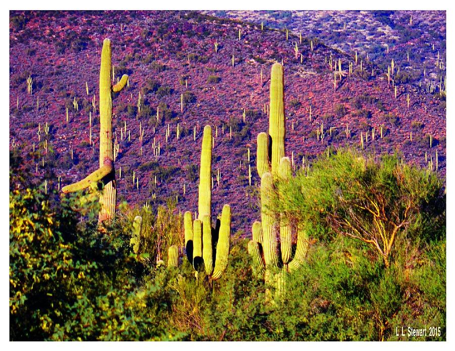 Colorful Cactus Photograph by L L Stewart