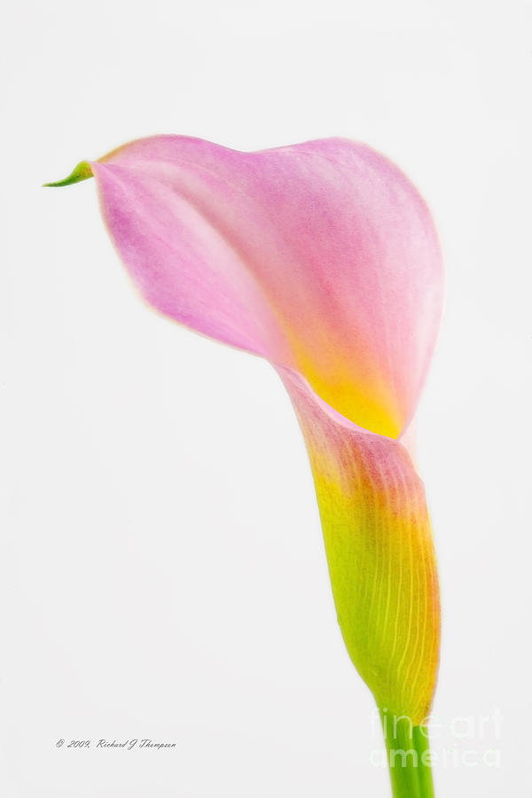 Colorful Calla Lily Flower Photograph by Richard J Thompson 