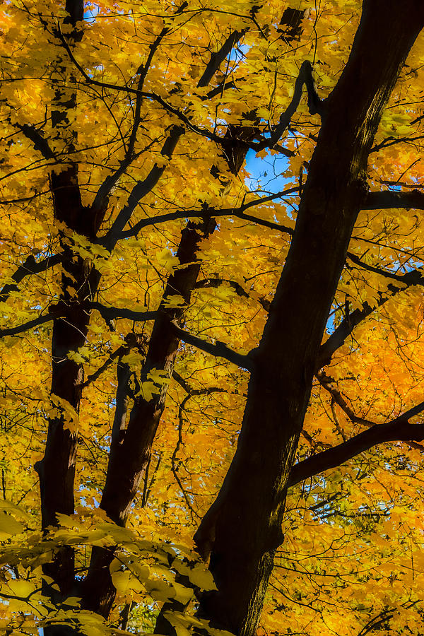 Colorful Canopy Photograph by Albert Seger