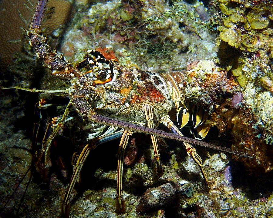 Colorful Caribbean Reef Lobster near Reef Photograph by Amy McDaniel