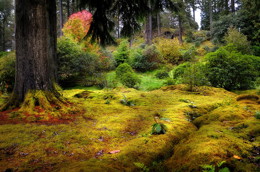 Colorful Carpet of Moss in Benmore Botanical Garden Photograph by Jenny Rainbow