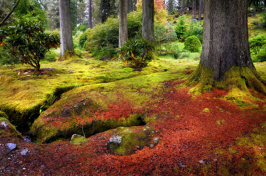 Colorful Carpet of Moss in Benmore Botanical Garden. Scotland Photograph by Jenny Rainbow