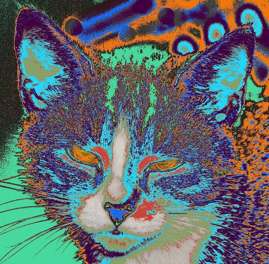 Colorful Cat... # Photograph by Rob Luzier | Fine Art America