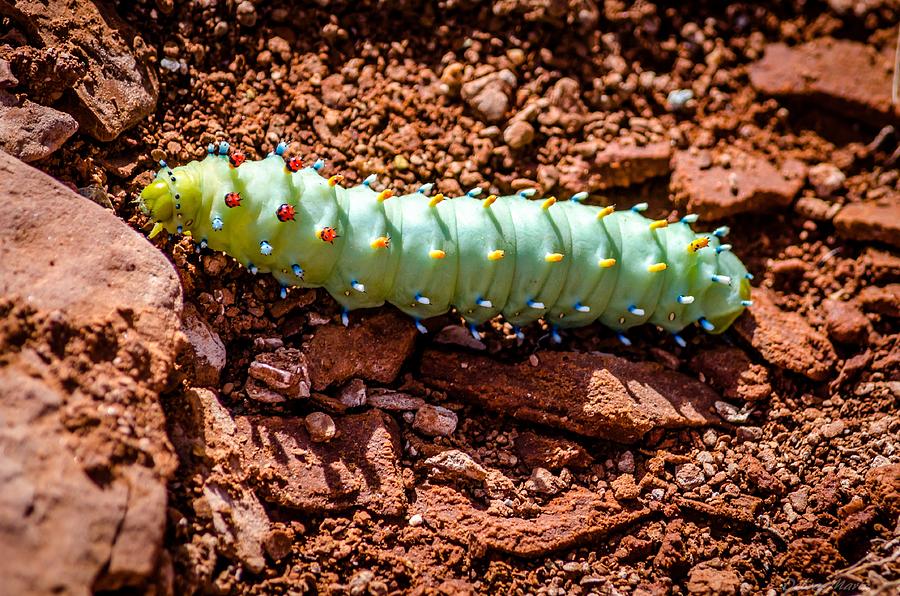 Colorful Cecropia Caterpillar Photograph by Debra Martz