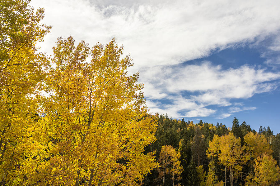 Mountain Photograph - Colorful Changing Aspens - Divide Colorado by Brian Harig