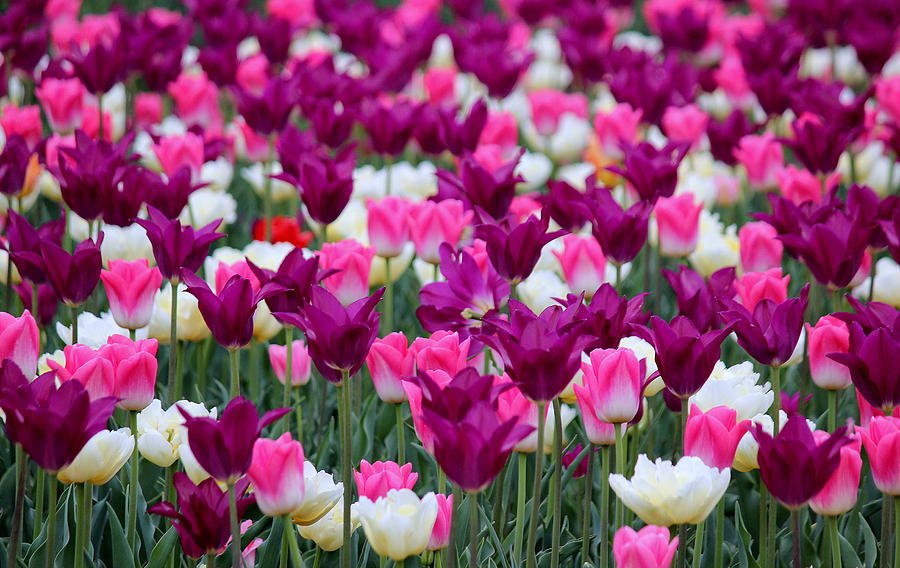 Colorful Cheers for Spring Photograph by Rosanne Jordan