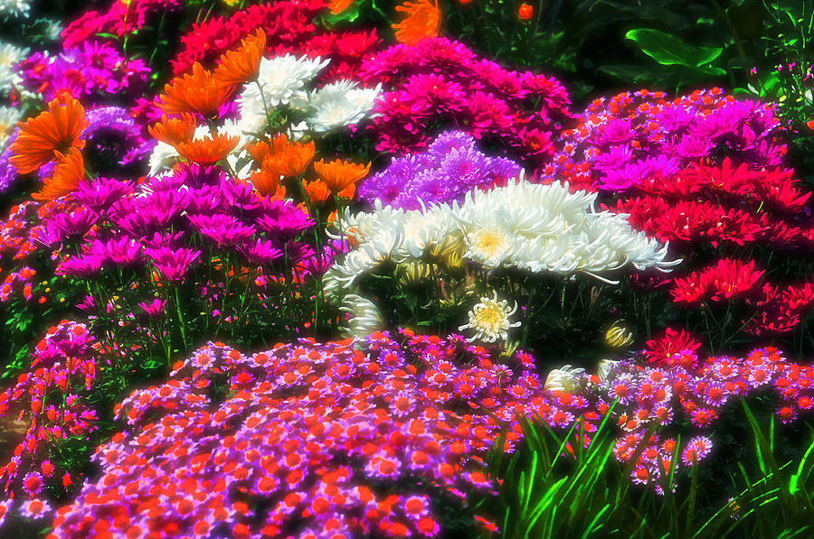 Colorful Chrysanthemums Photograph by Mike Martin