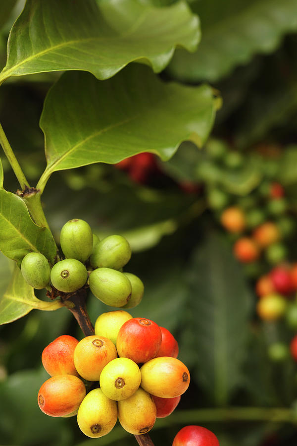 Colorful Coffee Harvest Photograph by Dustypixel