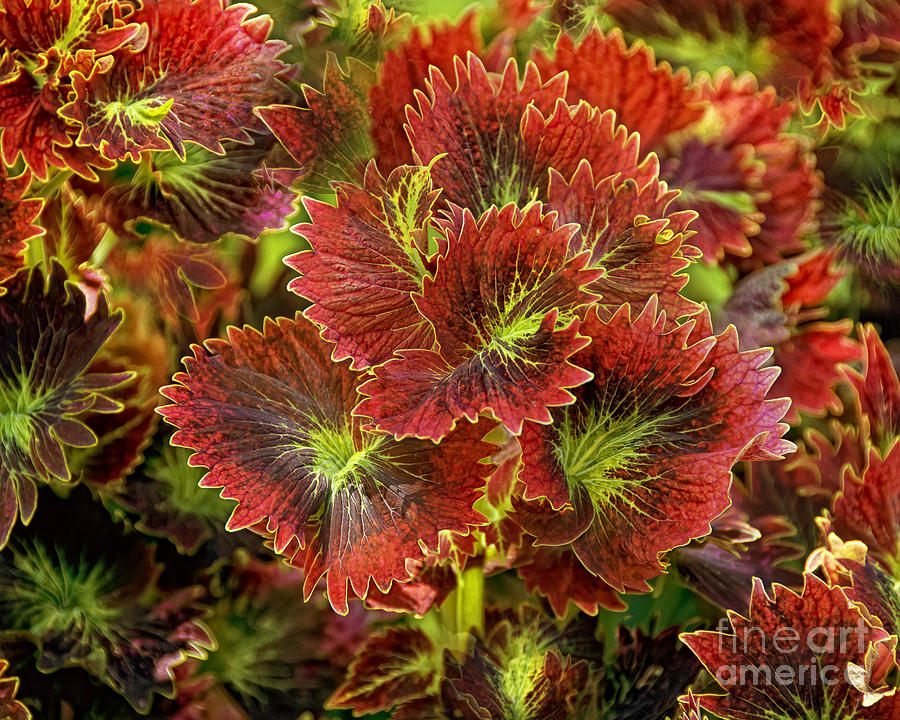 Nature Photograph - Colorful Coleus by Timothy Flanigan