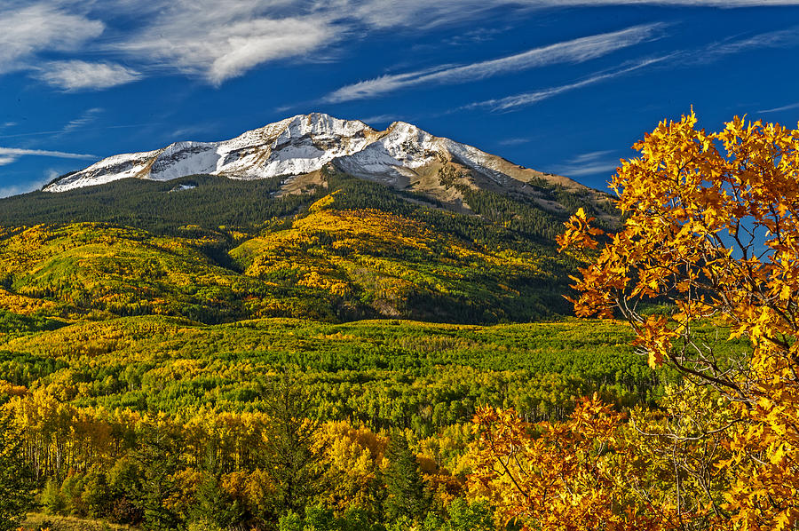 Colorful Colorado Aspens Photograph by Willie Harper