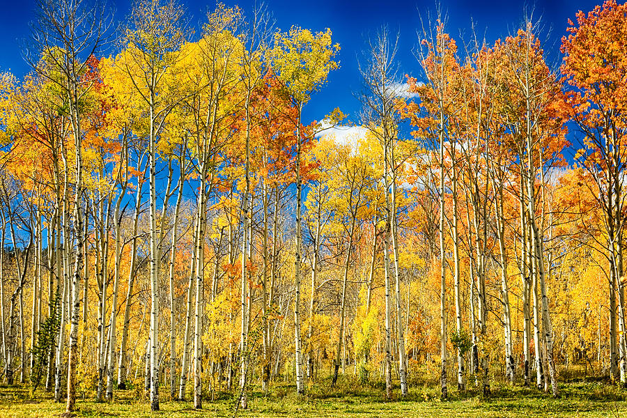 Colorful Colorado Autumn Aspen Trees Photograph by James BO Insogna