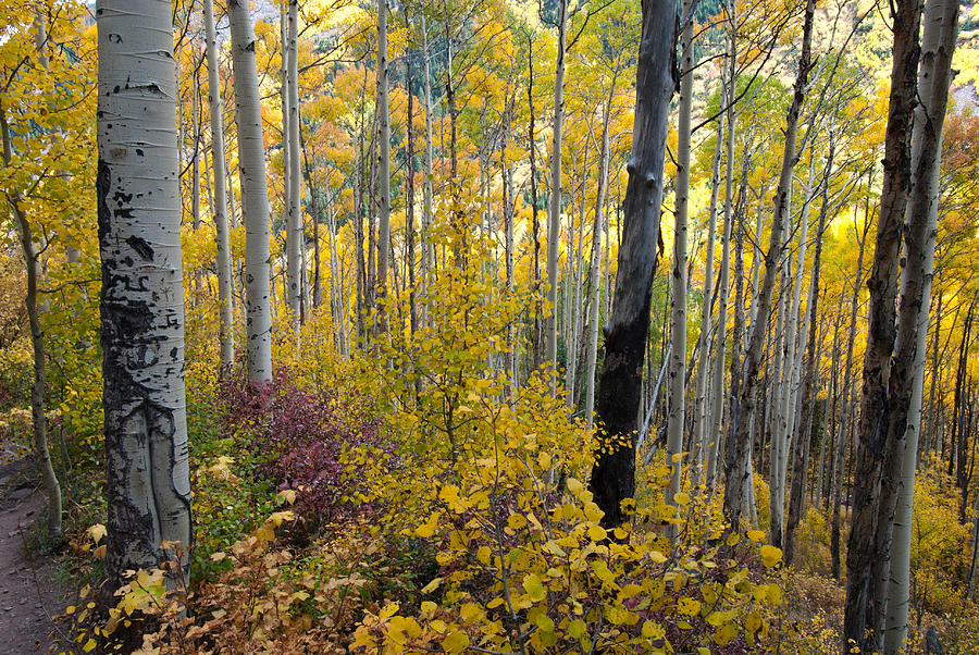 Colorful Colorado Forest Photograph by Cascade Colors
