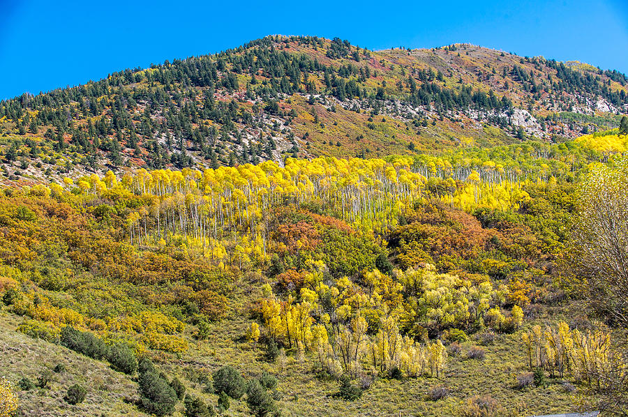 Colorful Colorado Mountainside Photograph by Willie Harper