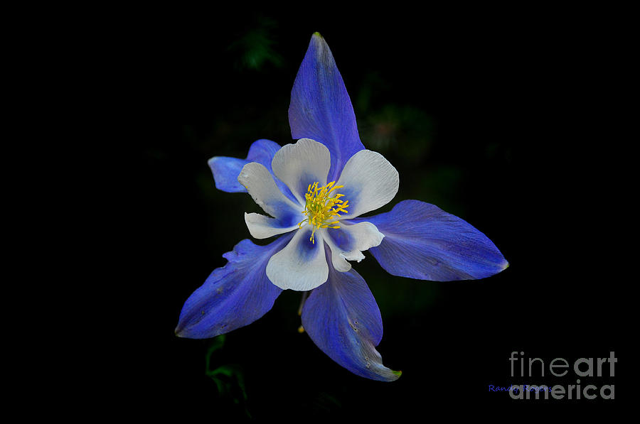 Colorful Columbine Photograph by Randy Rogers