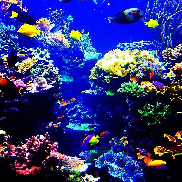 Colorful Coral #fishtank #fish #coral Photograph by Lisa Thomas - Fine ...