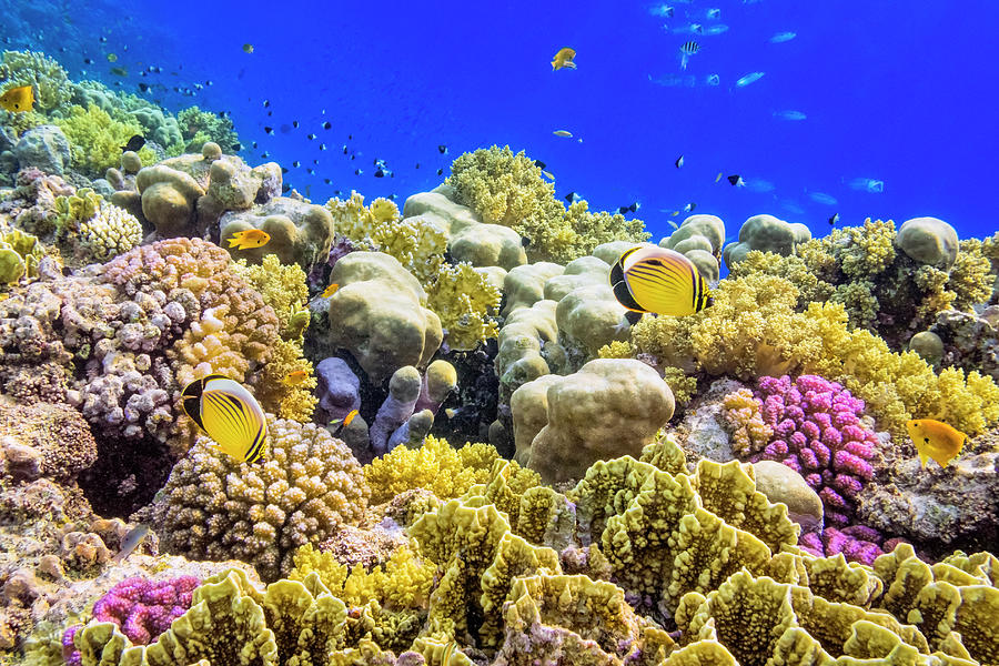 Colorful Coral Reef On Red Cinoby