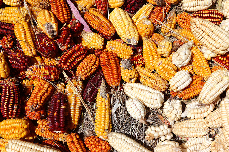 Colorful Corn Cobs Photograph by James Brunker
