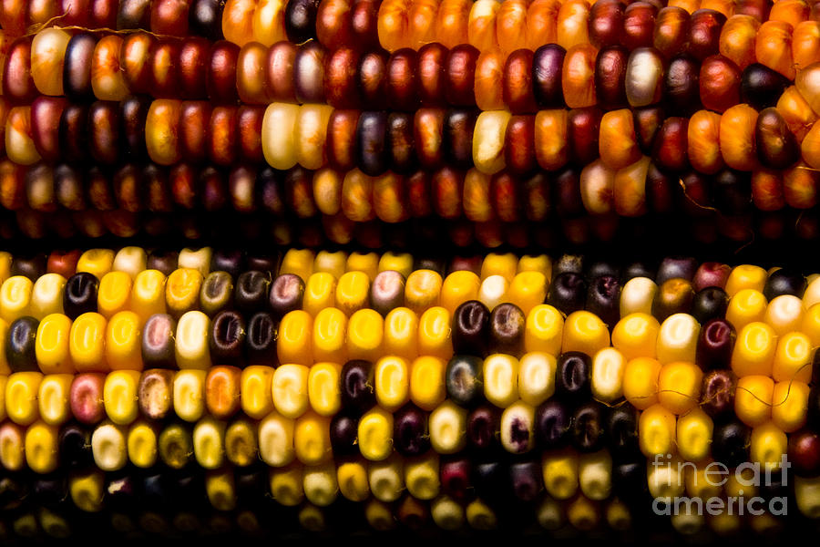 Colorful Corn Photograph by James BO Insogna
