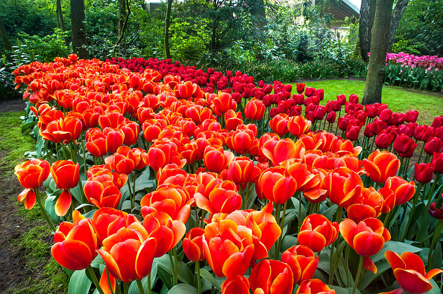 Colorful Corner of the Keukenhof Garden 2. Tulips Display. Netherlands Photograph by Jenny Rainbow