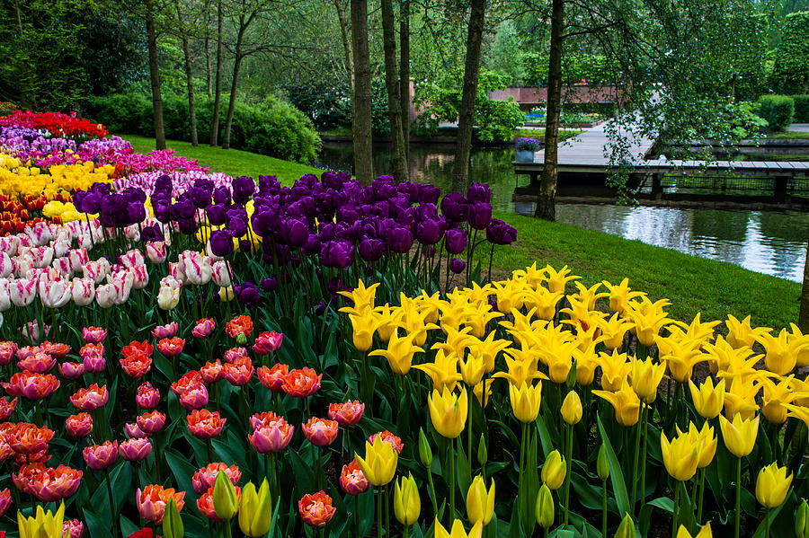 Colorful Corner of the Keukenhof Garden. Tulips Display. Netherlands Photograph by Jenny Rainbow
