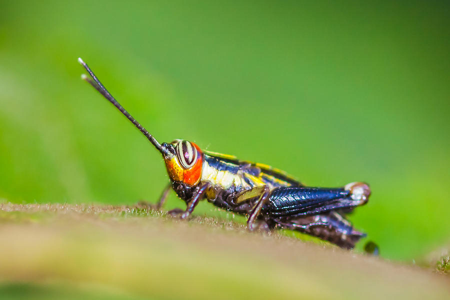 Colorful Cricket Photograph By Craig Lapsley Fine Art America