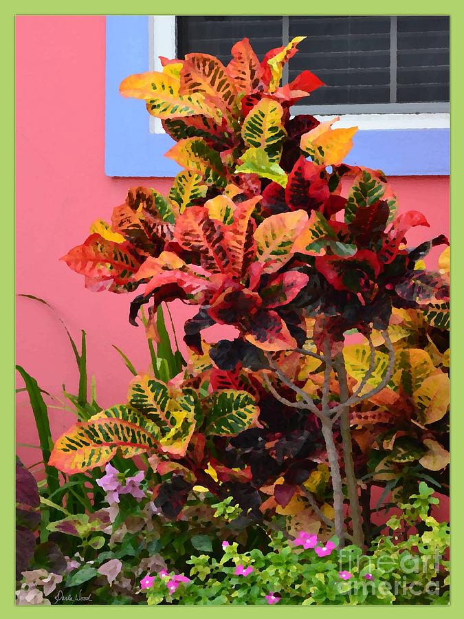 Colorful Croton Photograph by Darla Wood