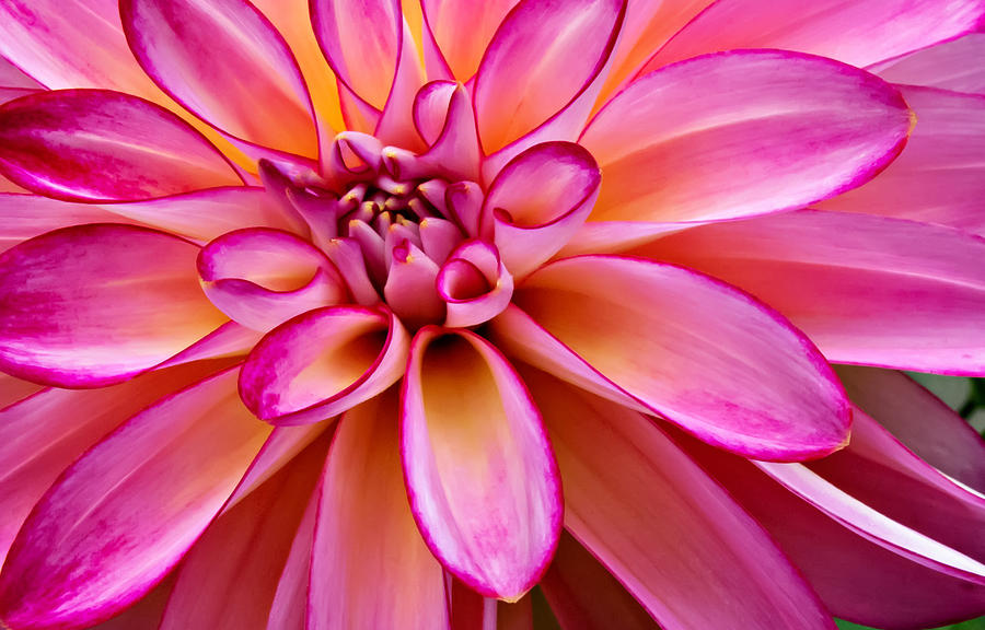 Colorful Dahlia Photograph by Mary Jo Allen
