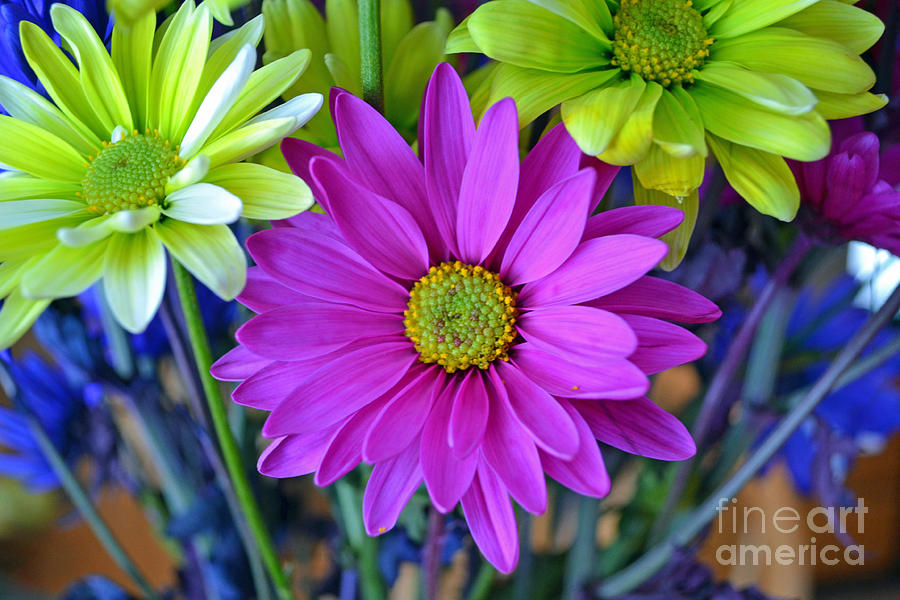 Colorful Daisies Photograph by Briella Danowski - Fine Art America