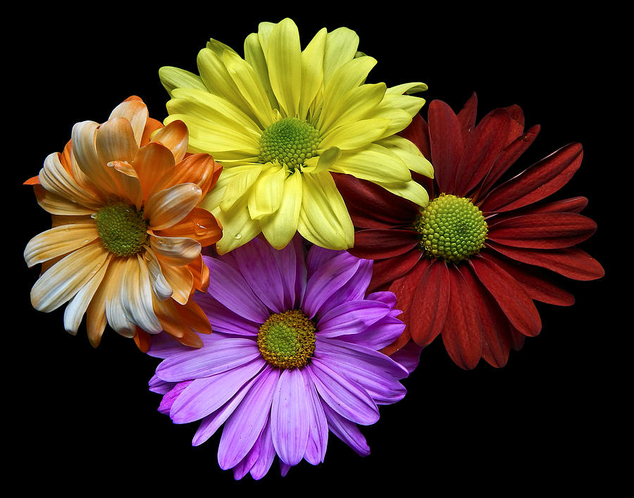 Colorful Daisies Still Life Flower Art Poster Photograph by Lily Malor