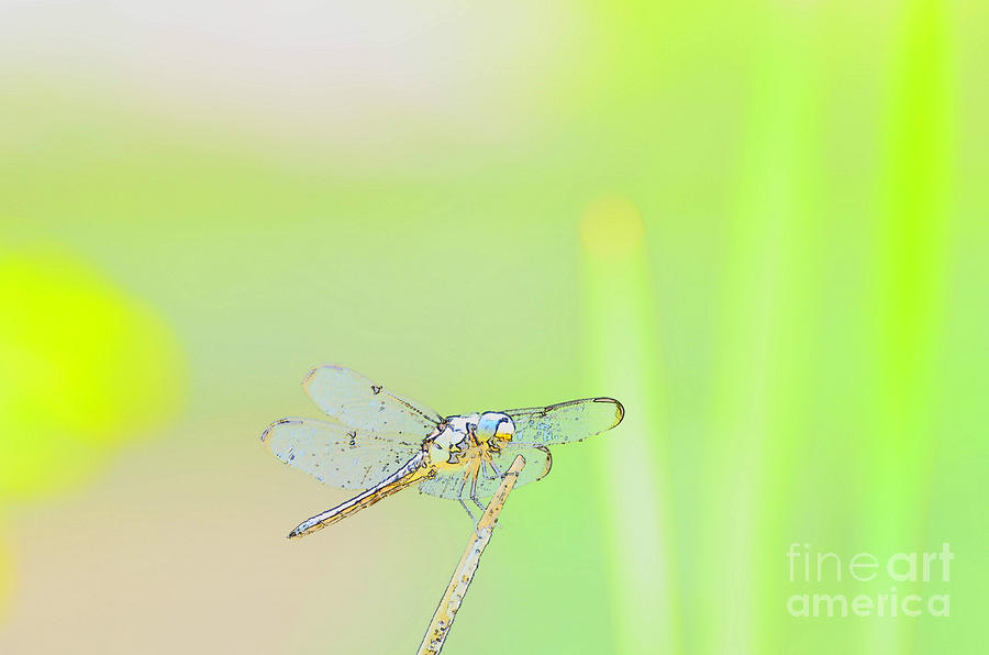Colorful Dragonfly Photograph by Donna Brown